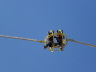 Reverse Bungee